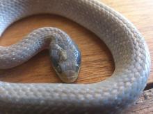 Red-lipped or Herald Snake