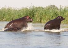 Hippopotamus