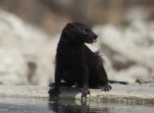 Black Mongoose