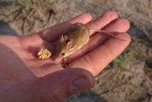 Mouse, Kalahari pygmy