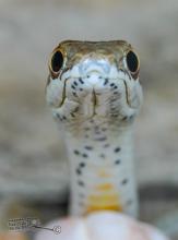 Karoo Sand Snake