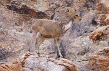 Klipspringer