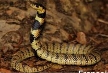 Kunene Shield Cobra