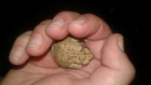 Toad, Karoo