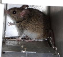 Large-eared Mouse