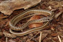 Leopard Sand Snake