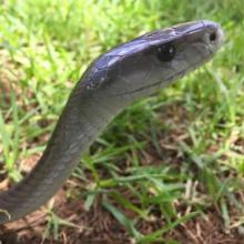 Black mamba