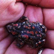 Rubber Frog, Marbled