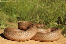 Mole Snake