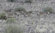 Mountain Zebra
