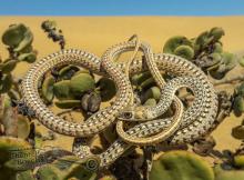 Namib Sand Snake