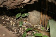 Olive Grass Snake