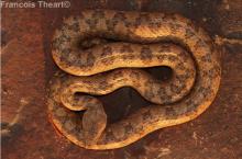 Western Keeled Snake