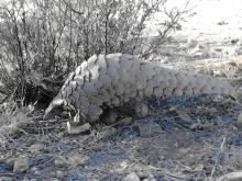 Savanna Pangolin