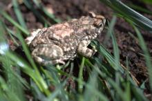Pygmy Toad, Dombe