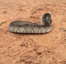 Puff Adder
