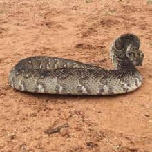 Puff Adder