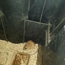 Red veld rat