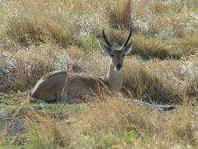 Reedbuck