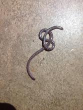 Schinz's Beaked Blind Snake