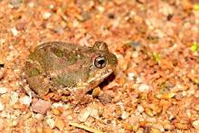 Tremelo Sand Frog