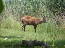 Sitatunga
