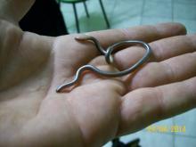 Slender Thread Snake