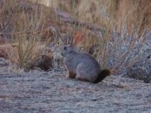 Smith's red rock rabbit