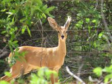 Steenbok