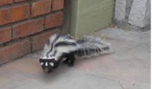 Striped Polecat