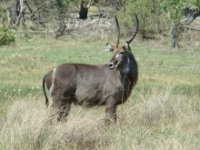 Waterbuck