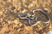Western Thread Snake