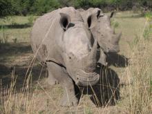 White Rhinoceros