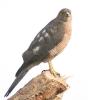 Shikra