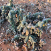 Cylindropuntia fulgida | Boxing glove cactus