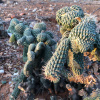 Cylindropuntia fulgida | Boxing glove cactus