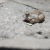 Tomopterna damarensis | Sand Frog, Damaraland