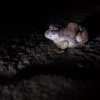 Tomopterna damarensis | Sand Frog, Damaraland