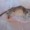 Thallomys paedulcus | Rat, Tree