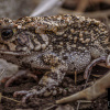 Tomopterna krugerensis | Sand Frog, Knocking