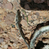 Psammophis notostictus | Karoo Sand Snake