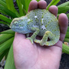 Chamaeleo dilepis | Common Flap-neck Chameleon