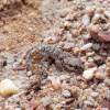 Pachydactylus scherzei | Schertz's Gecko