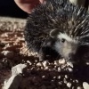 Atelerix frontalis | Hedgehog, Southern African