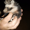 Atelerix frontalis | Hedgehog, Southern African