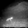 Vulpes chama | Fox, Cape