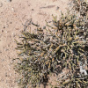 Arthraerua leubnitziae