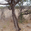 Python natalensis | Southern African Python