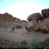 Felis lybica subsp. cafra | Cat, Southern African Wild