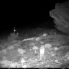 Felis lybica subsp. cafra | Cat, Southern African Wild